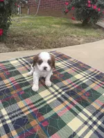 Sammy-akc, a male Cavalier King Charles Spaniel for sale in Crestview, FL – Photo 3 of 3