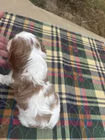 Sammy-akc, a male Cavalier King Charles Spaniel for sale in Crestview, FL – Photo 2 of 3