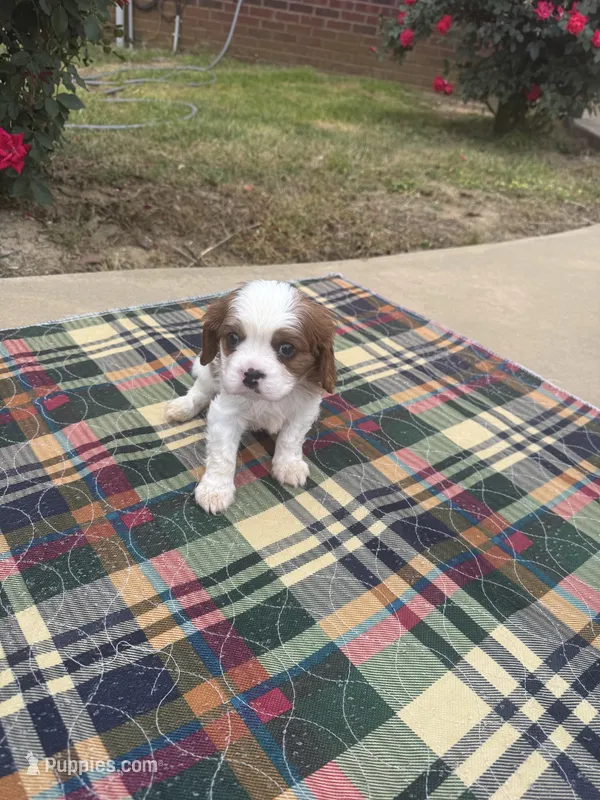 Sammy-akc – Cavalier King Charles Spaniel puppy for sale in Crestview, FL