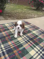 Sammy-akc, a male Cavalier King Charles Spaniel for sale in Crestview, FL – Photo 1 of 3