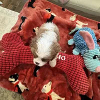 Eddie-akc-, a male Cavalier King Charles Spaniel for sale in Crestview, FL – Photo 6 of 6