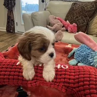Eddie-akc-, a male Cavalier King Charles Spaniel for sale in Crestview, FL – Photo 2 of 6