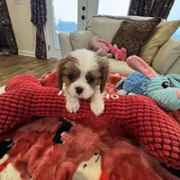 Eddie-akc-, a male Cavalier King Charles Spaniel for sale in Crestview, FL – Photo 4 of 6