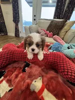 Eddie-akc-neg, a male Cavalier King Charles Spaniel for sale in Crestview, FL – Photo 4 of 6