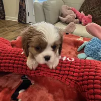 Eddie-akc-, a male Cavalier King Charles Spaniel for sale in Crestview, FL – Photo 1 of 6