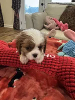 Eddie-akc-neg, a male Cavalier King Charles Spaniel for sale in Crestview, FL – Photo 5 of 6