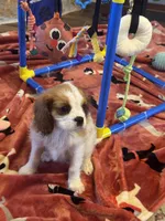 Sammy-sold, a male Cavalier King Charles Spaniel for sale in Crestview, FL – 4 of 4