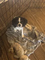 Lucy, a female Cavalier King Charles Spaniel for sale in Crestview, FL – 2 of 4