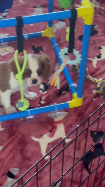 Mia -akc, a female Cavalier King Charles Spaniel for sale in Crestview, FL – 5 of 7
