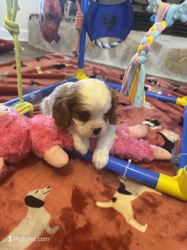 Benny – Cavalier King Charles Spaniel puppy for sale in Andalusia, AL