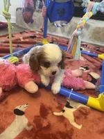Benny, a male Cavalier King Charles Spaniel for sale in Andalusia, AL – 1 of 3