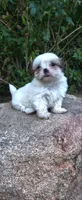 Shih Tzu puppy , a male Shih Tzu for sale in Phoenix, AZ – Photo 2 of 2