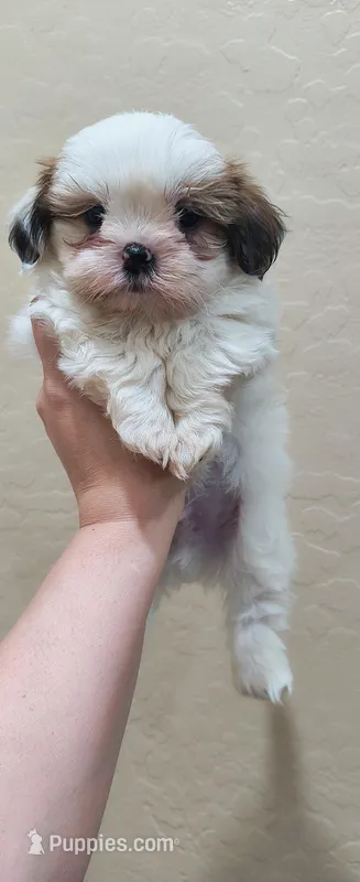 Shih Tzu puppy , a male Shih Tzu for sale in Phoenix, AZ – Photo 1 of 2