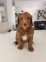 Boy2, a male Australian Labradoodle for sale in Bakersfield, CA – 3 of 10