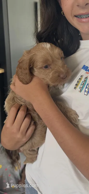 Boy2 – Australian Labradoodle puppy for sale in Bakersfield, CA