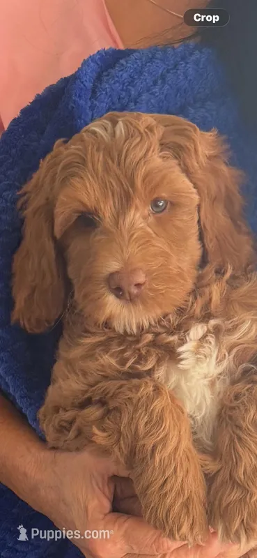 Boy2 – Australian Labradoodle puppy for sale in Bakersfield, CA