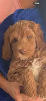 Boy2, a male Australian Labradoodle for sale in Bakersfield, CA – 1 of 10