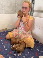 Boy2, a male Australian Labradoodle for sale in Bakersfield, CA – Photo 6 of 8