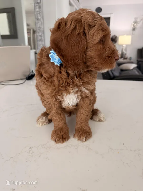 Boy2 – Australian Labradoodle puppy for sale in Bakersfield, CA