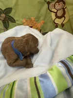 Red, a male Miniature Labradoodle for sale in Bakersfield, CA – 4 of 5