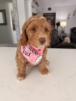 Pinky, a female Miniature Labradoodle for sale in Bakersfield, CA – 1 of 10