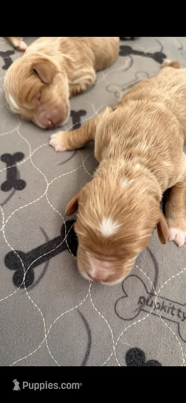 Boy1 – Labradoodle puppy for sale in Bakersfield, CA