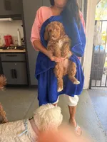 Boy1, a male Labradoodle for sale in Bakersfield, CA – 10 of 10
