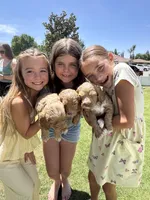 Boy1, a male Labradoodle for sale in Bakersfield, CA – Photo 7 of 9