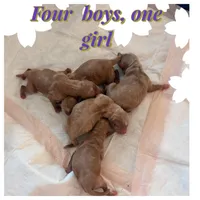 Boy1, a male Labradoodle for sale in Bakersfield, CA – Photo 2 of 4