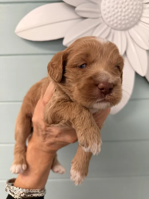 Boy1 – Labradoodle puppy for sale in Bakersfield, CA