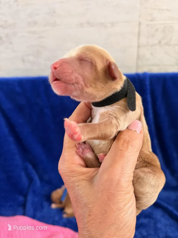 Boy1 – Labradoodle puppy for sale in Bakersfield, CA