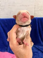 Boy1, a male Labradoodle for sale in Bakersfield, CA – Photo 3 of 4