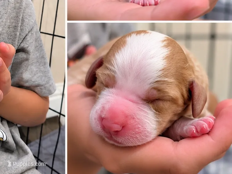2girl – Australian Labradoodle puppy for sale in Bakersfield, CA