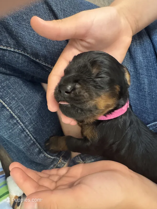 Pup1 – Australian Labradoodle puppy for sale in Bakersfield, CA