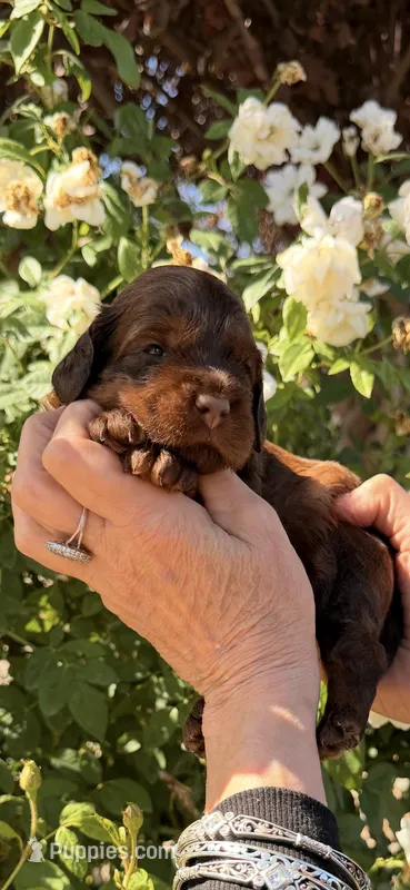 Chocolate girl – Australian Labradoodle puppy for sale in Bakersfield, CA