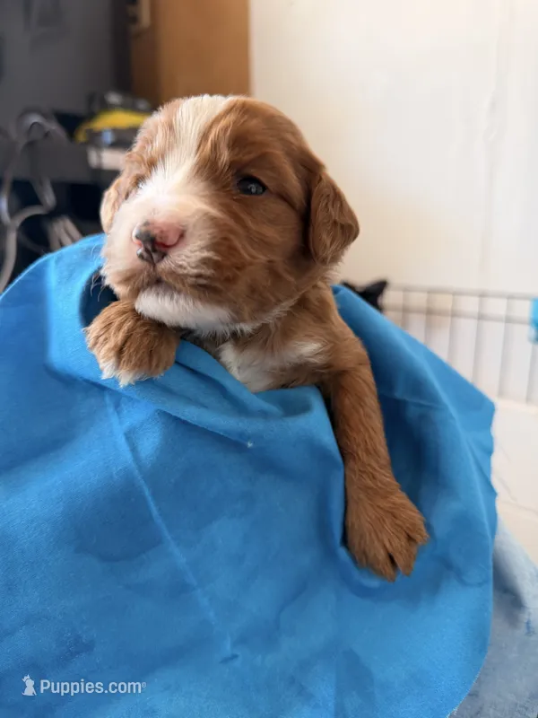 Blue boy – Australian Labradoodle puppy for sale in Bakersfield, CA