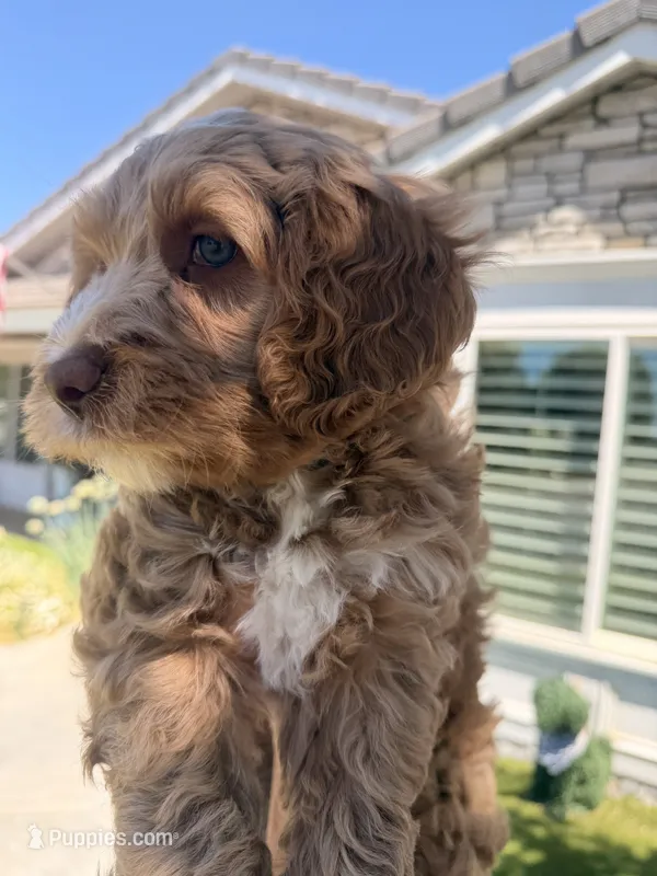 Boy2 – Australian Labradoodle puppy for sale in Bakersfield, CA