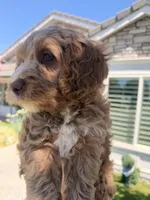 Boy2, a male Australian Labradoodle for sale in Bakersfield, CA – 1 of 10
