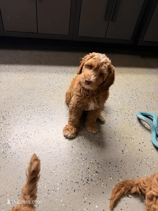 Boy2 – Australian Labradoodle puppy for sale in Bakersfield, CA