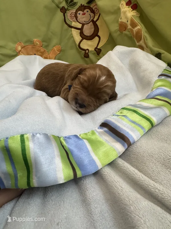 Red – Miniature Labradoodle puppy for sale in Bakersfield, CA