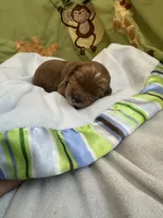 Red, a male Miniature Labradoodle for sale in Bakersfield, CA – 1 of 5