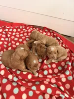 Boy3, a male Australian Labradoodle for sale in Bakersfield, CA – Photo 9 of 10