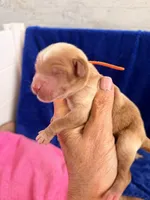 Boy3, a male Australian Labradoodle for sale in Bakersfield, CA – Photo 2 of 3
