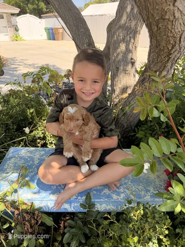 Boy3 – Australian Labradoodle puppy for sale in Bakersfield, CA