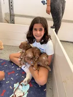 Boy3, a male Australian Labradoodle for sale in Bakersfield, CA – Photo 10 of 10