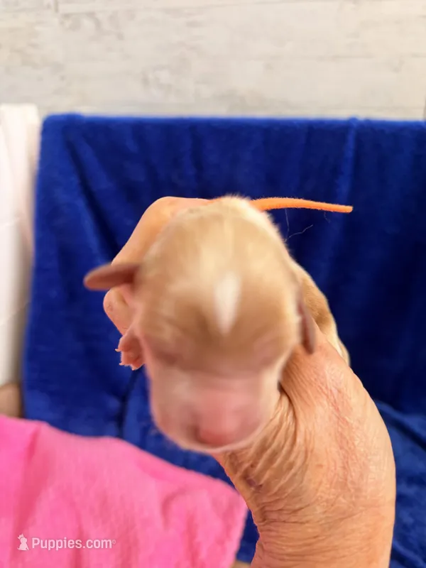 Boy3 – Australian Labradoodle puppy for sale in Bakersfield, CA