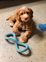 Auto, a male Australian Labradoodle for sale in Bakersfield, CA – 2 of 5