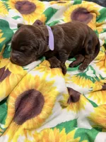 Chocolate girl, a female Australian Labradoodle for sale in Bakersfield, CA – 1 of 8