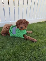 Red boy, a male Miniature Labradoodle for sale in Bakersfield, CA – Photo 10 of 10