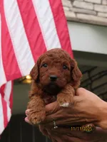 Red boy, a male Miniature Labradoodle for sale in Bakersfield, CA – Photo 4 of 10